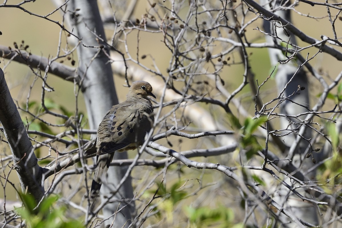 Mourning Dove - ML638339803