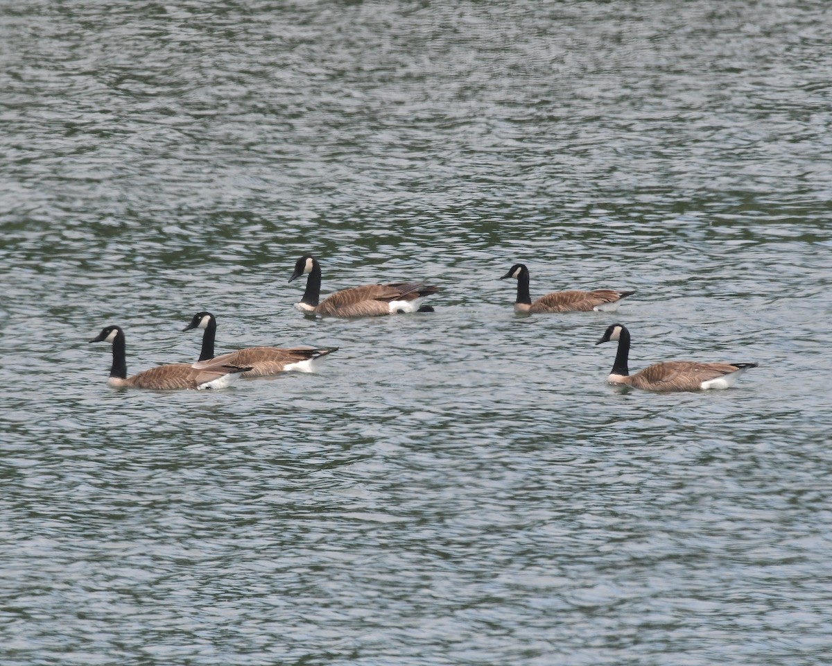 Canada Goose - ML638339815