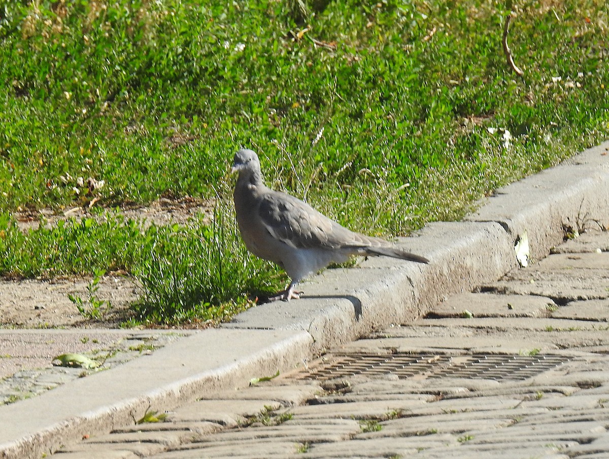 Pagausoa - ML638339817