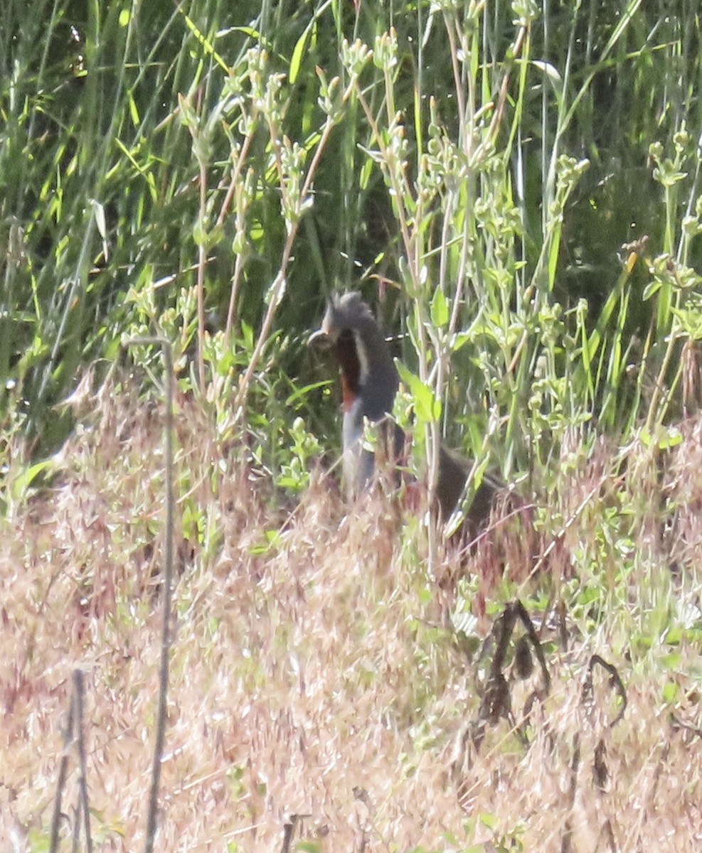 Mountain Quail - ML638339828