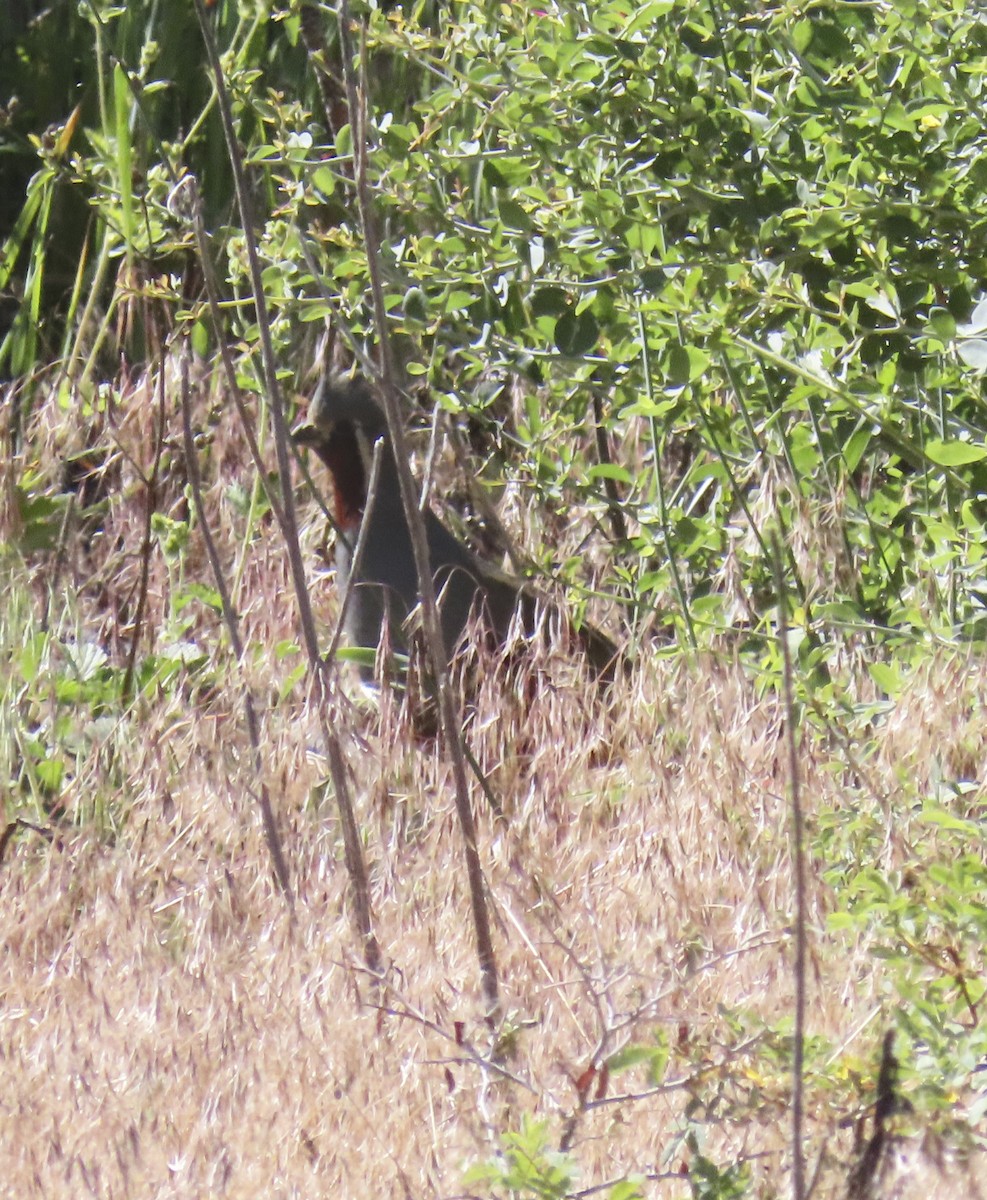 Mountain Quail - ML638339829