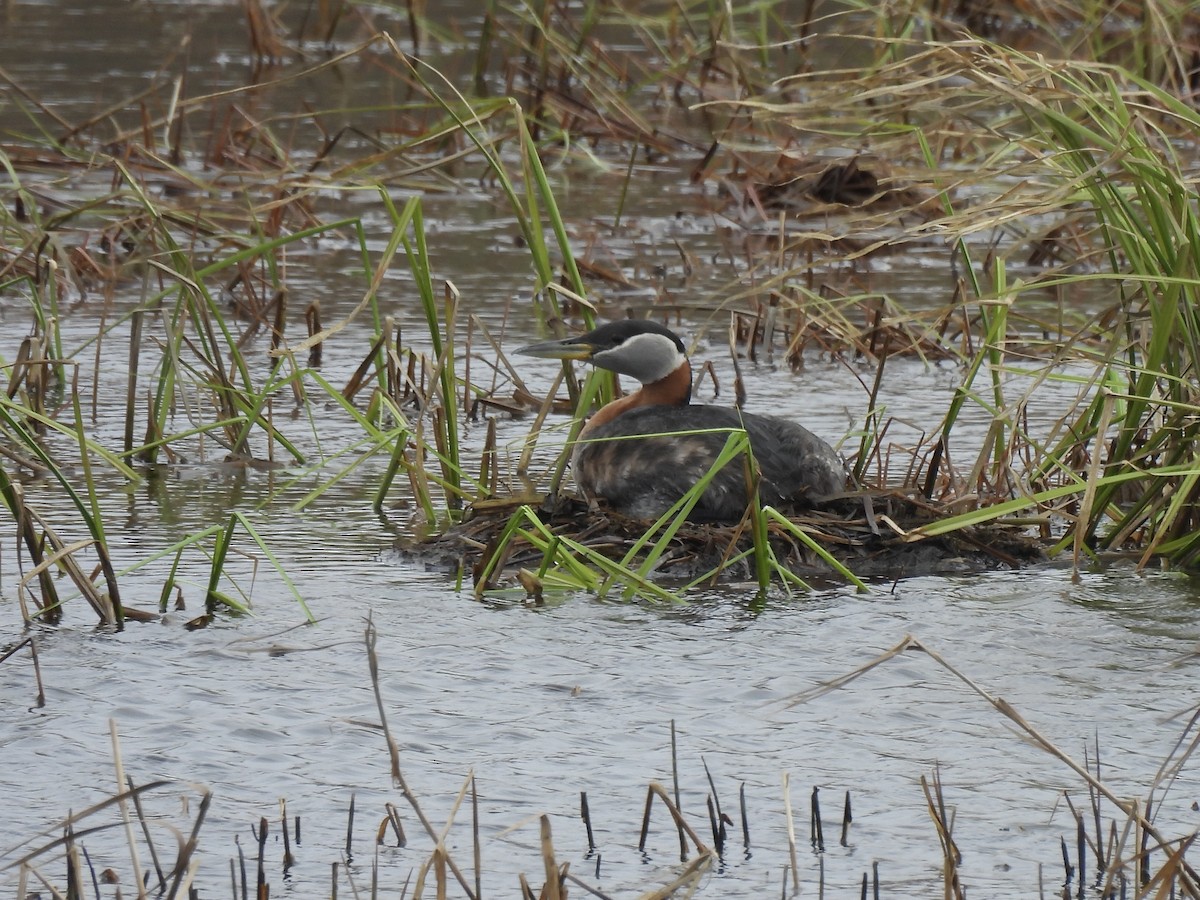 Red-necked Grebe - ML638339898