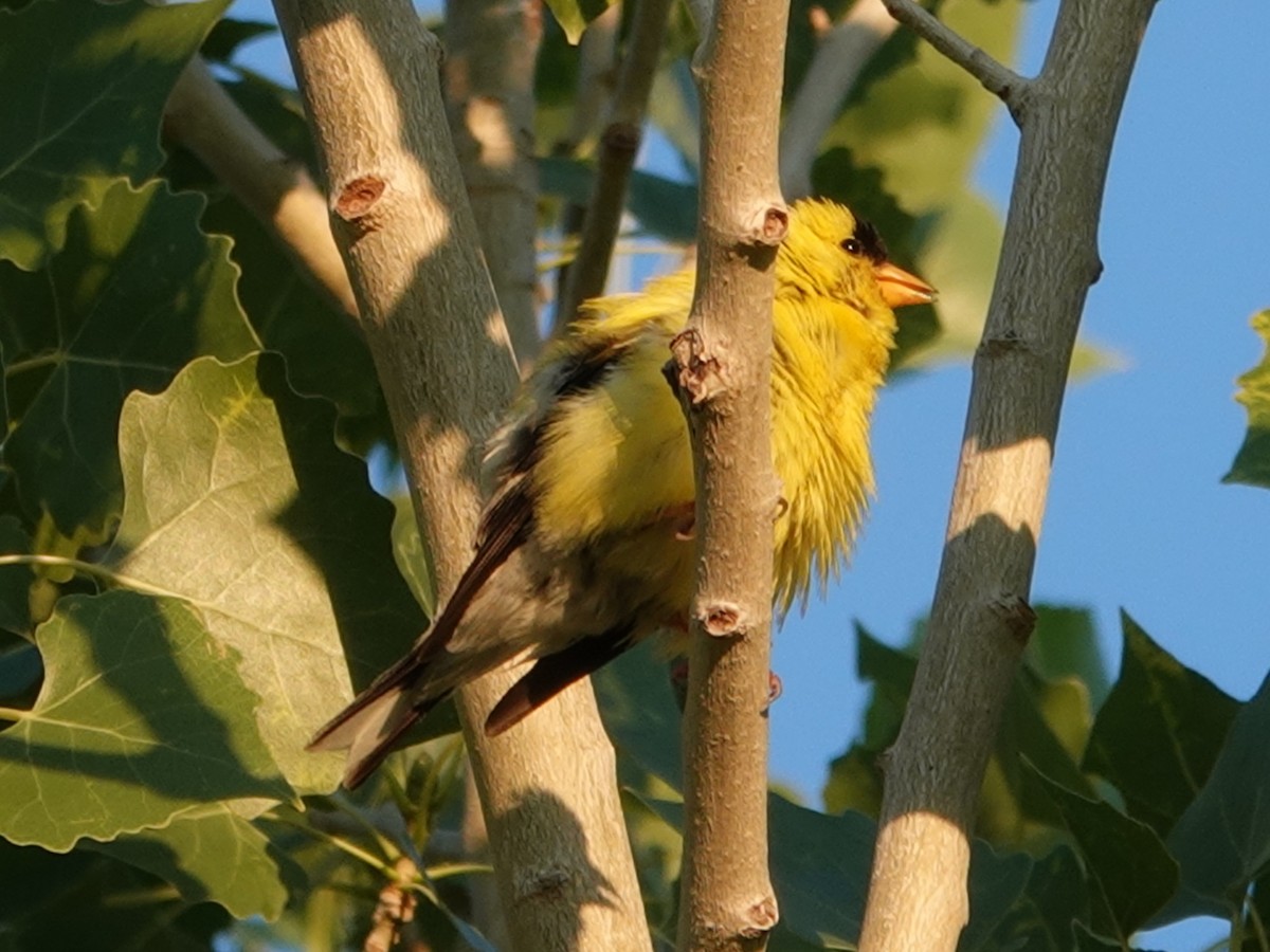American Goldfinch - ML638339912