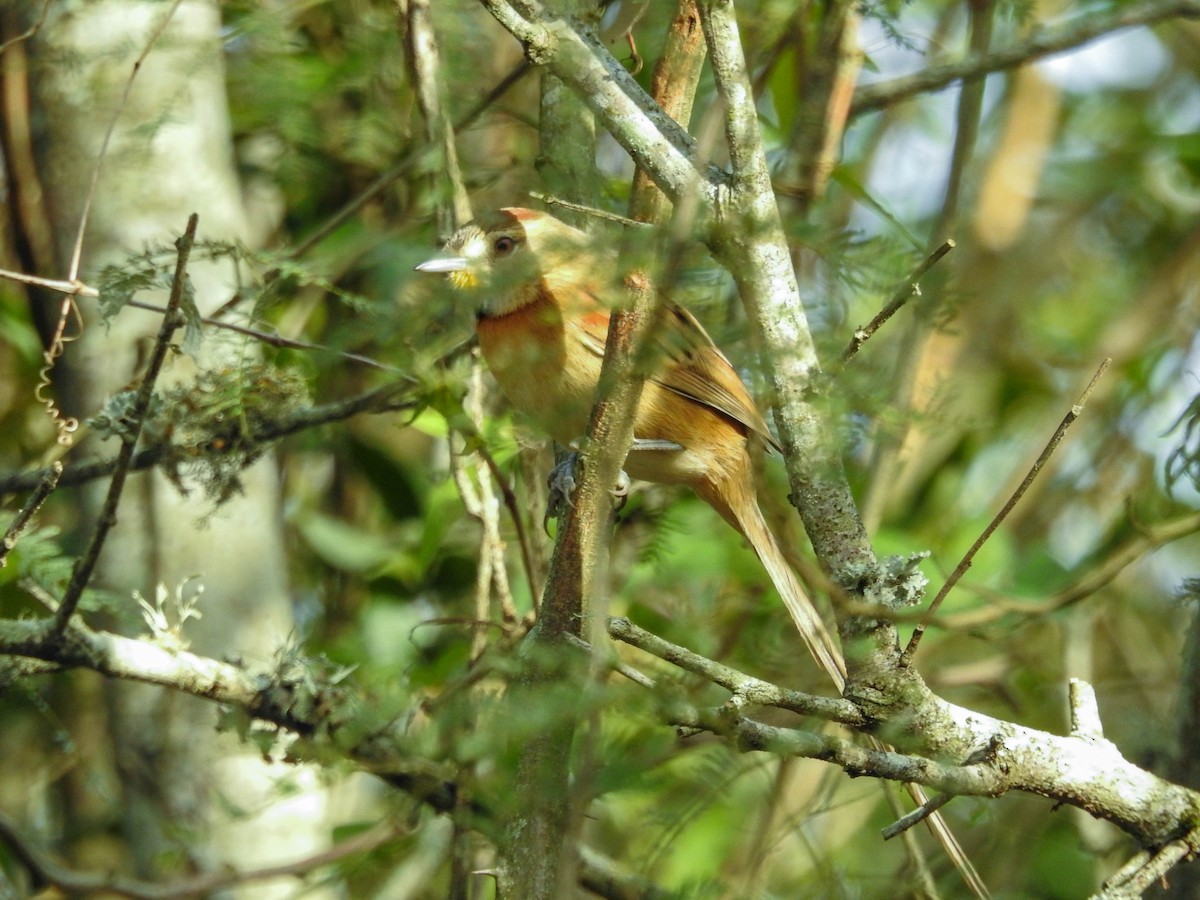 Chotoy Spinetail - ML638339913
