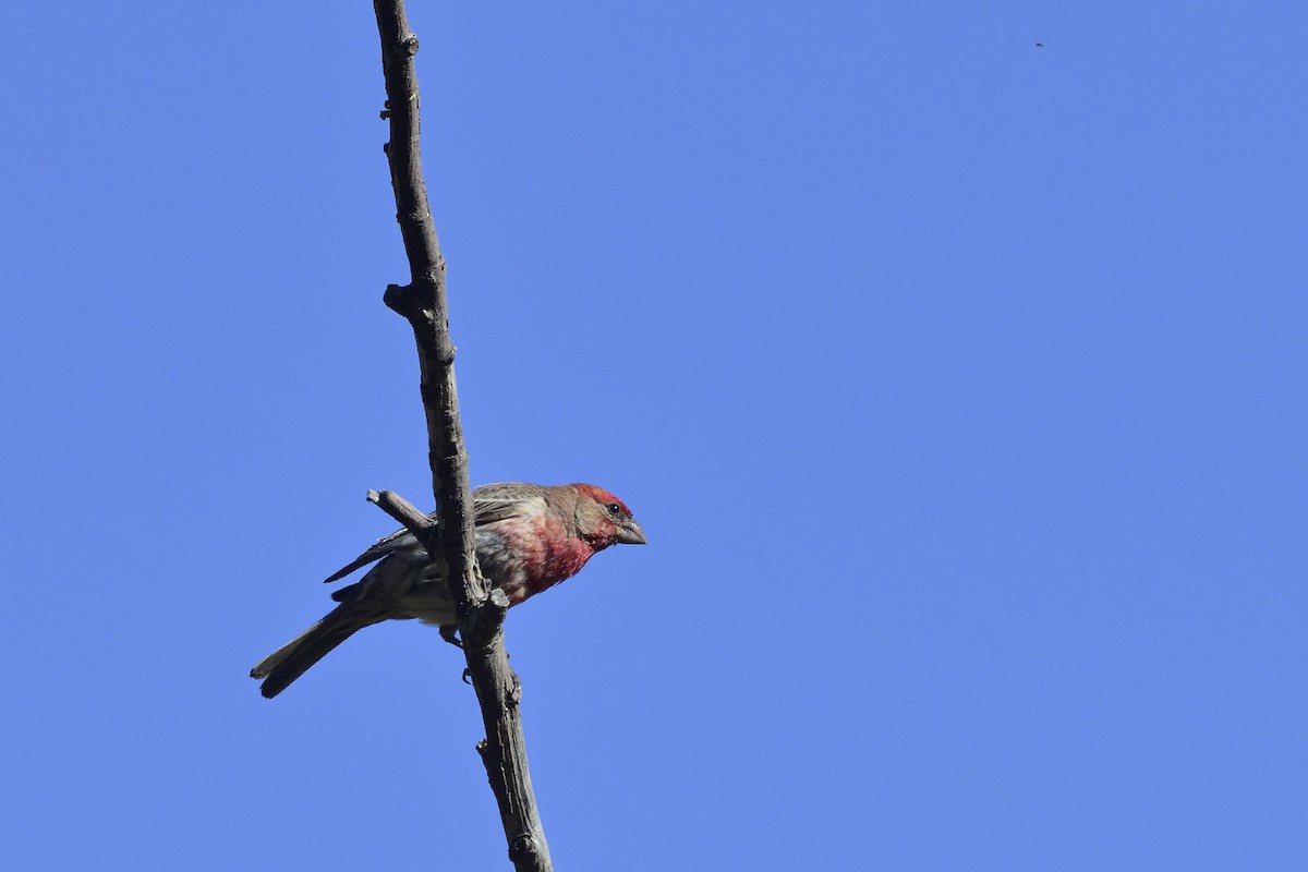 House Finch - ML638339919