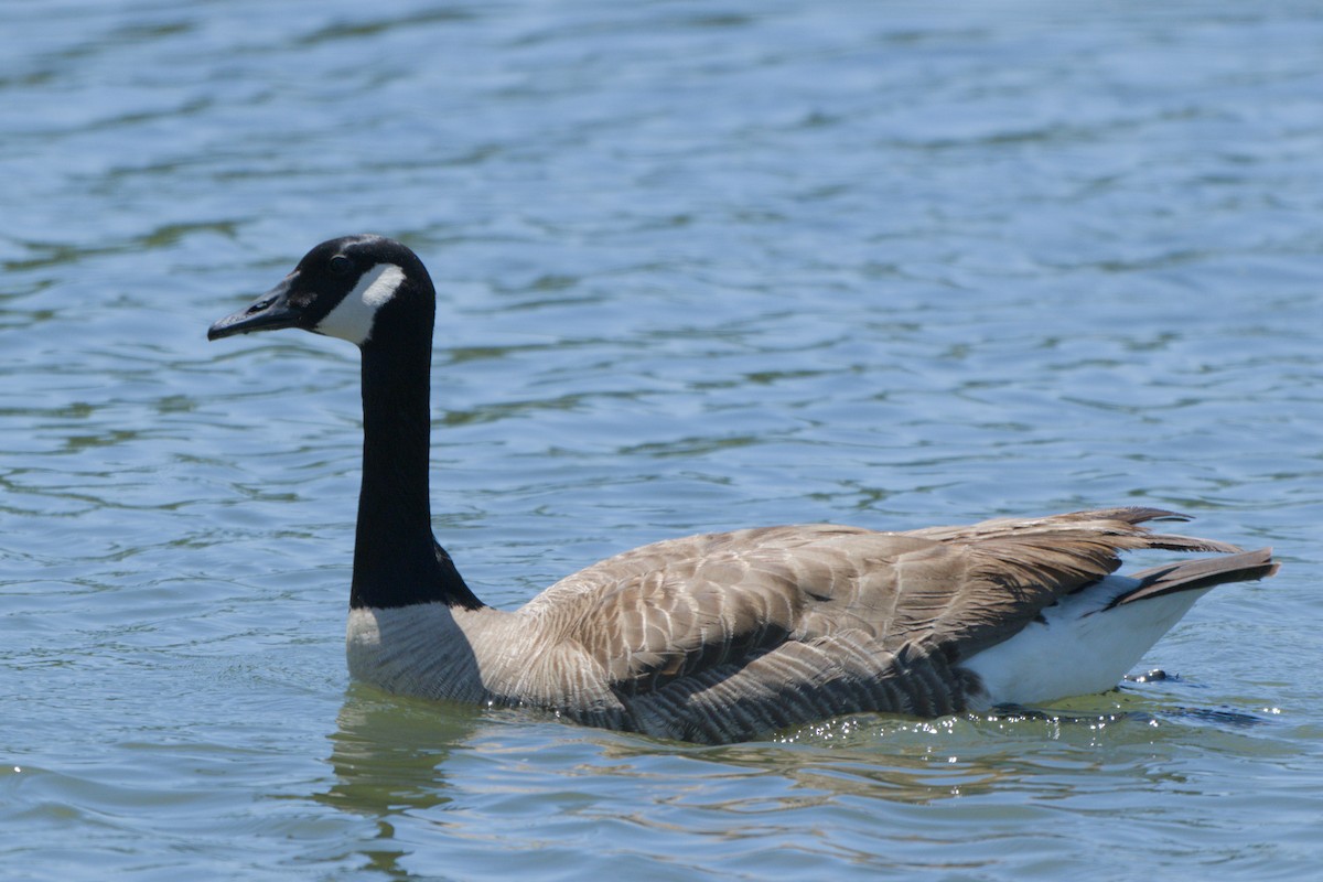 Canada Goose - ML638339922