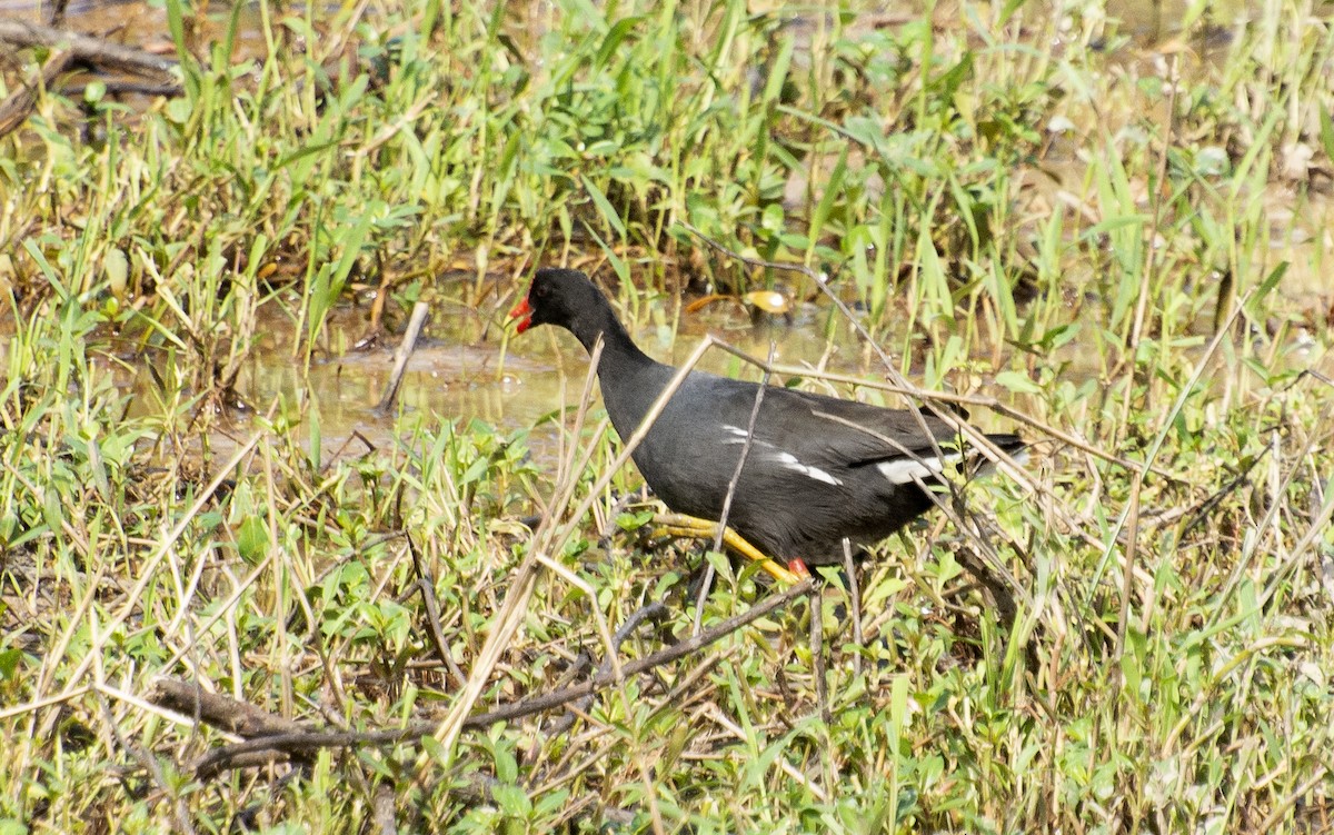 Uroilo amerikarra - ML638339924
