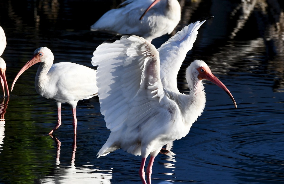 White Ibis - ML638339925