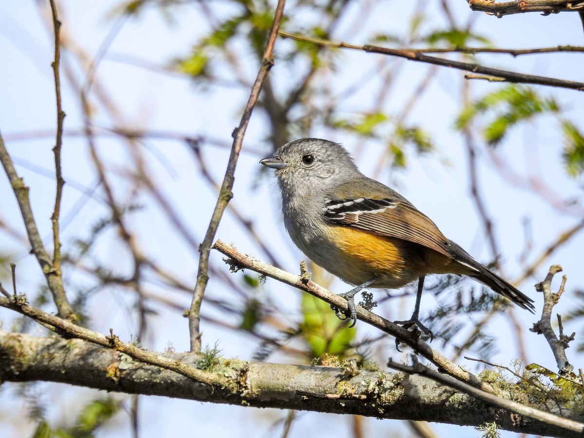 Variable Antshrike - ML638339932