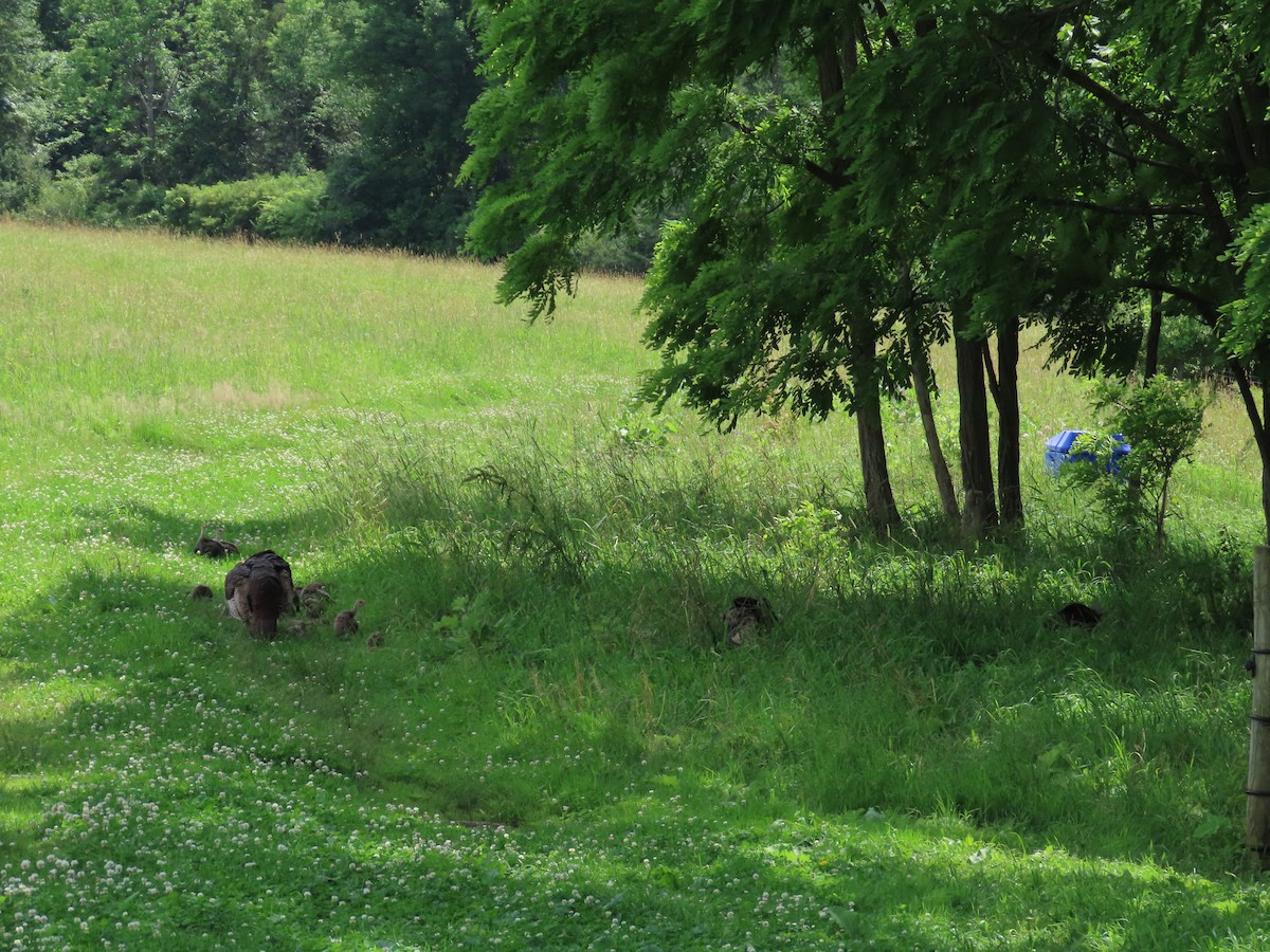 Wild Turkey - ML638339936