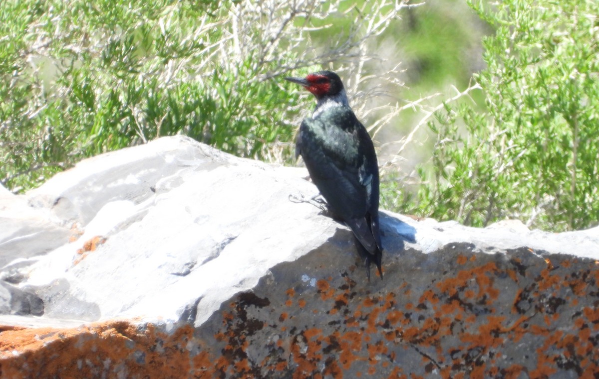 Lewis's Woodpecker - ML638339950
