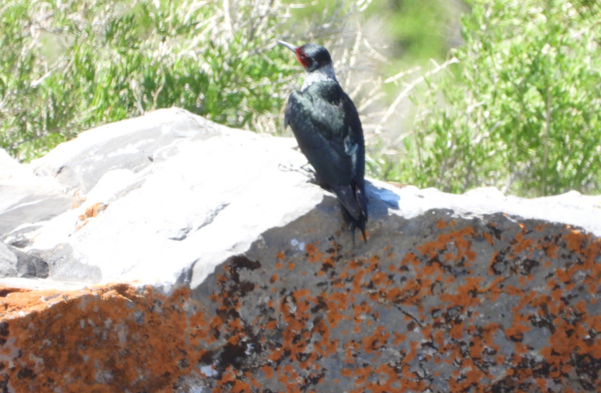 Lewis's Woodpecker - ML638339951