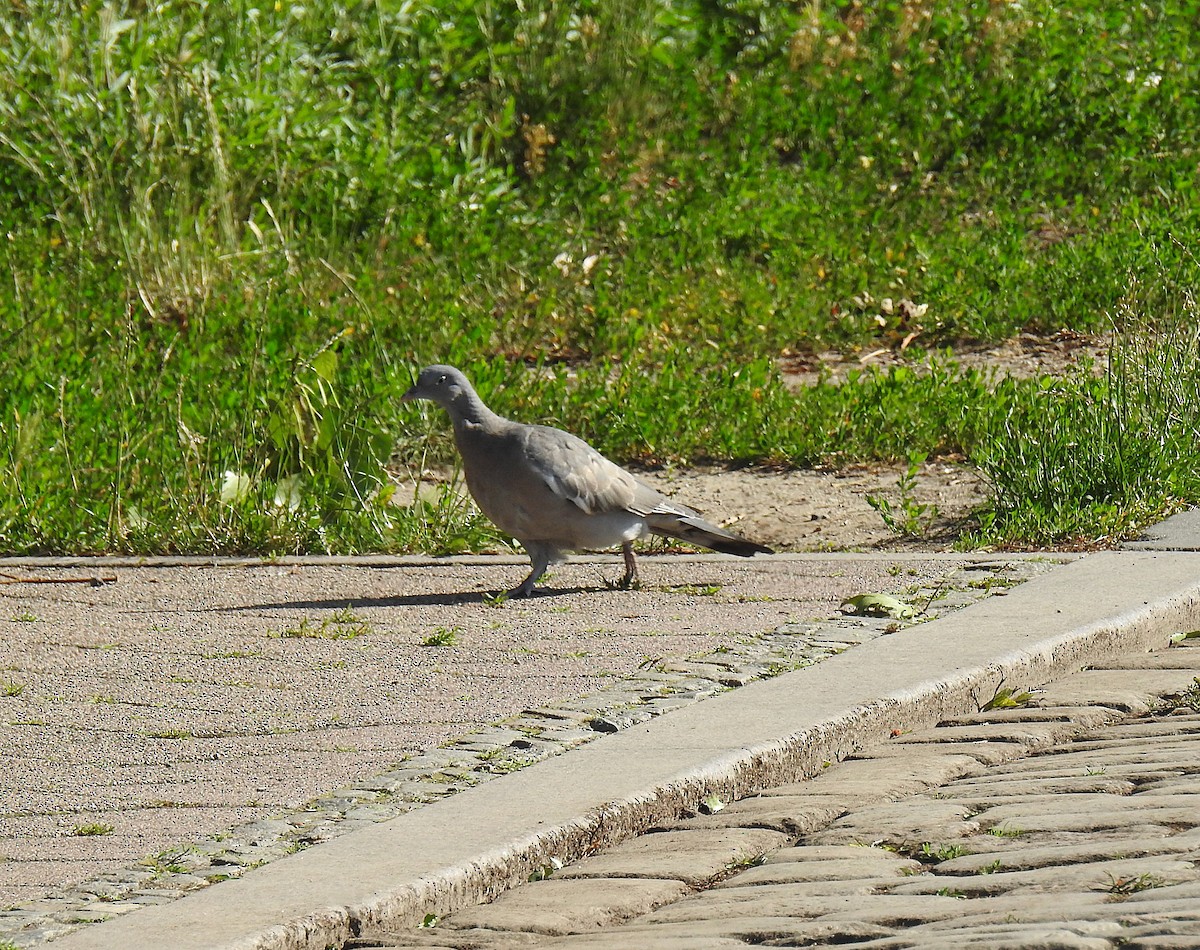 Pagausoa - ML638339965