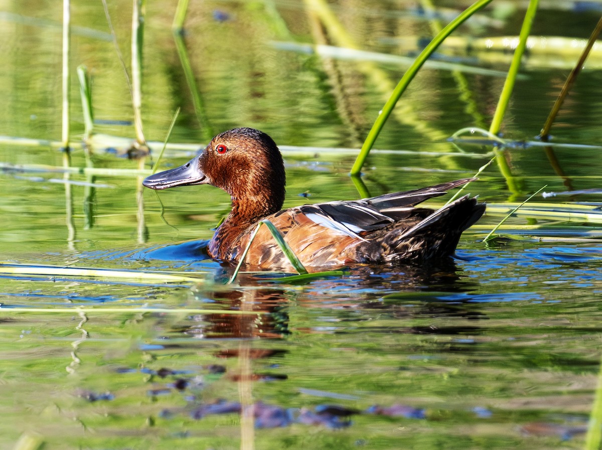 Cinnamon Teal - ML638339966