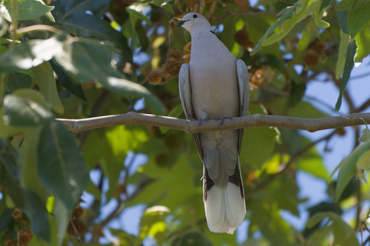 Eurasian Collared-Dove - ML638339975