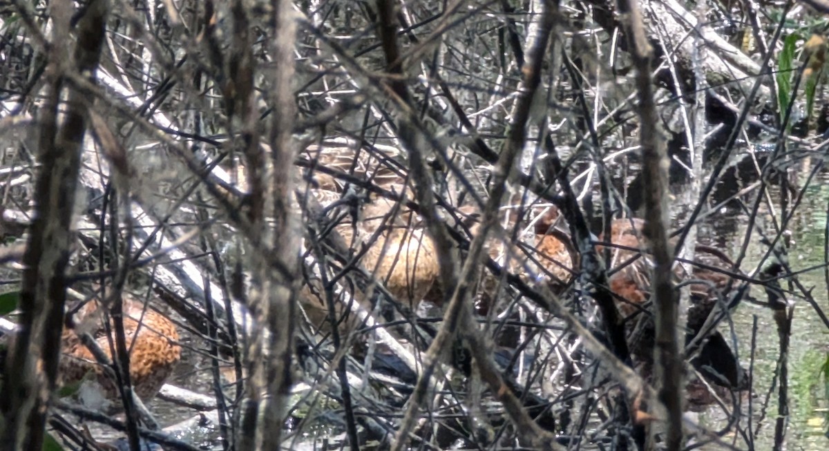 Cinnamon Teal - ML638339993