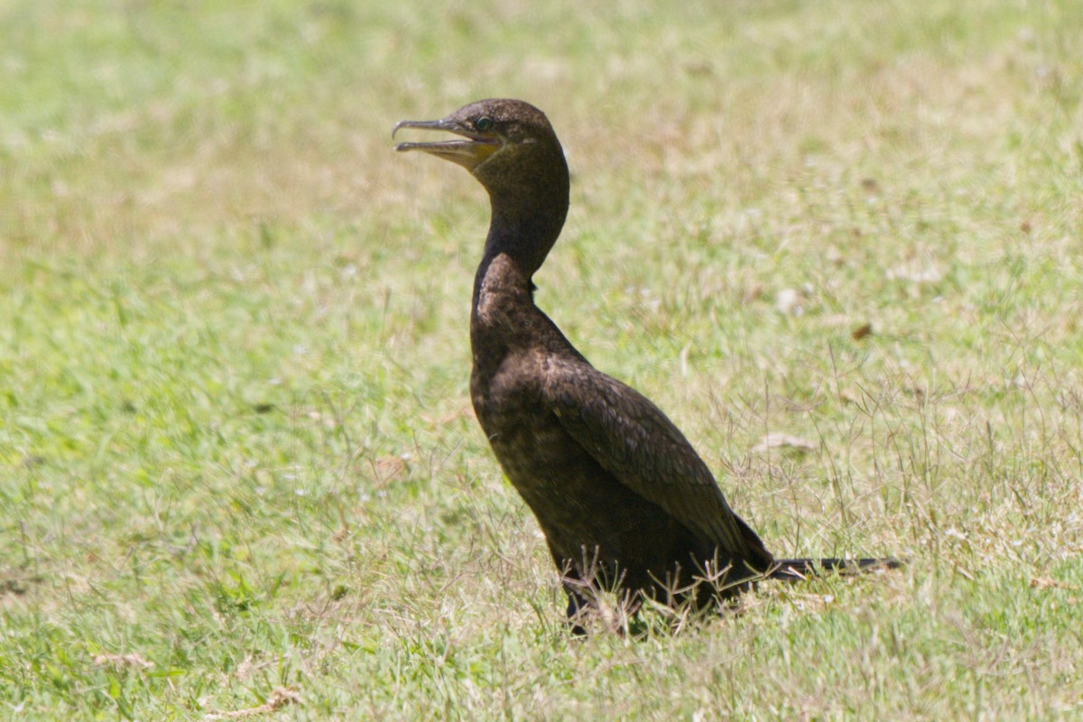 Neotropic Cormorant - ML638340002