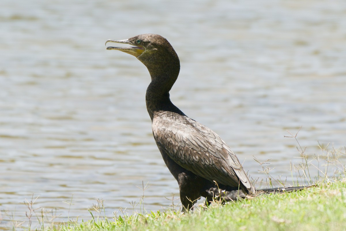 Neotropic Cormorant - ML638340004