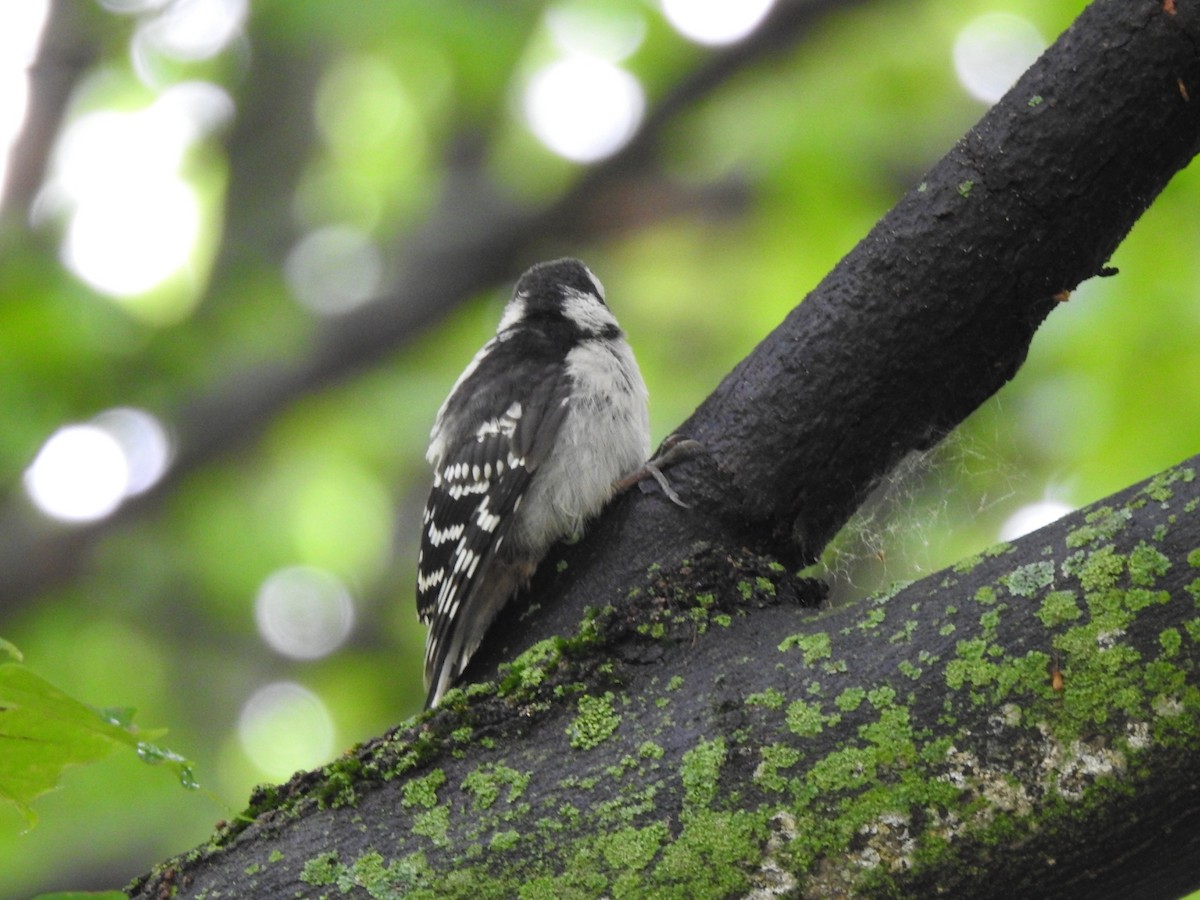 Downy Woodpecker - ML638340024