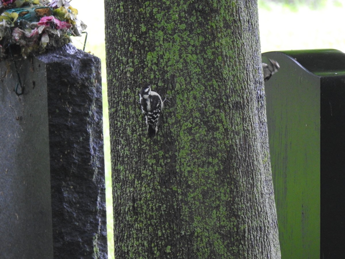 Downy Woodpecker - ML638340025