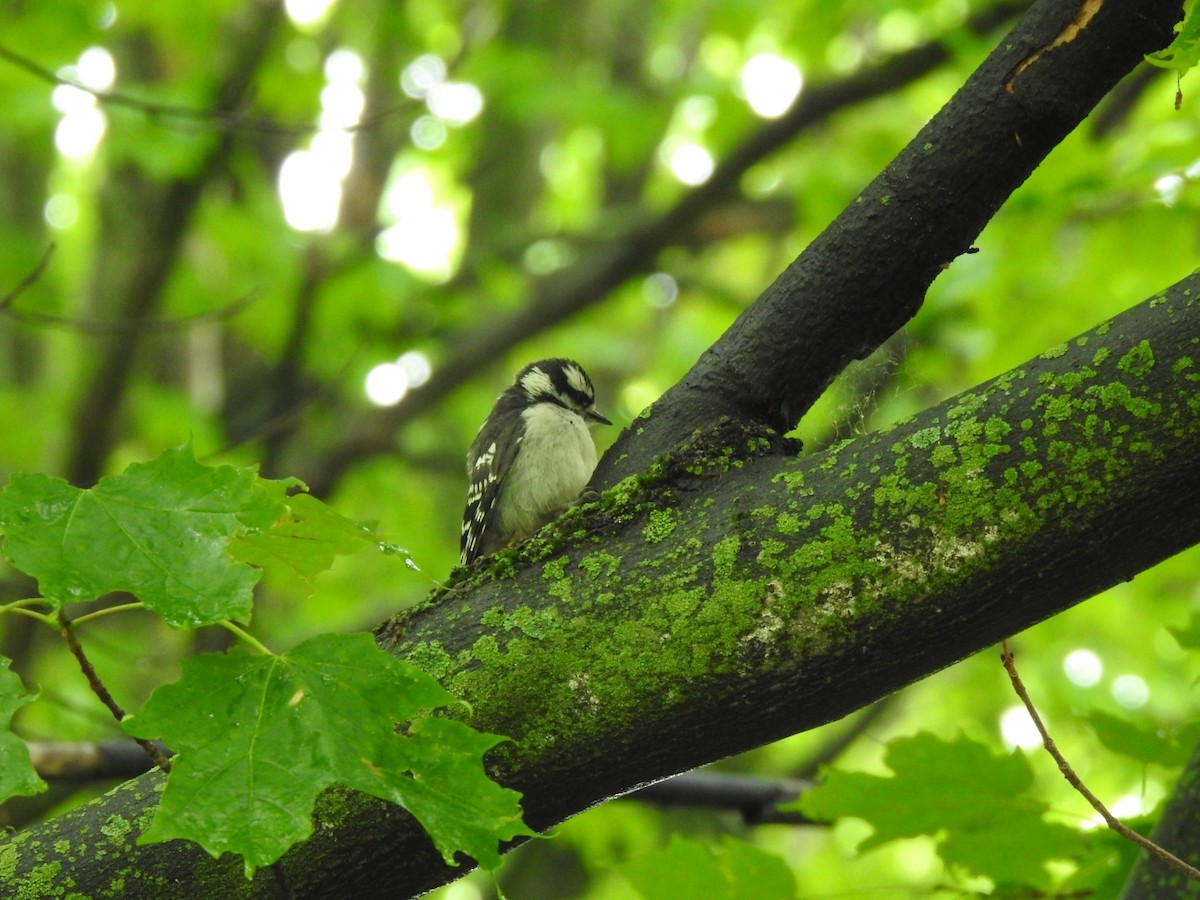 Downy Woodpecker - ML638340026