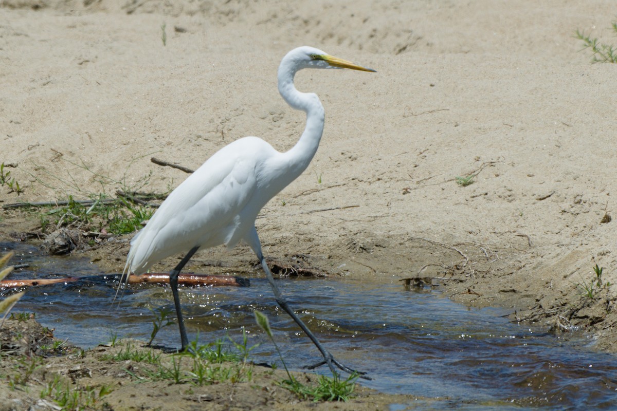 Great Egret - ML638340034