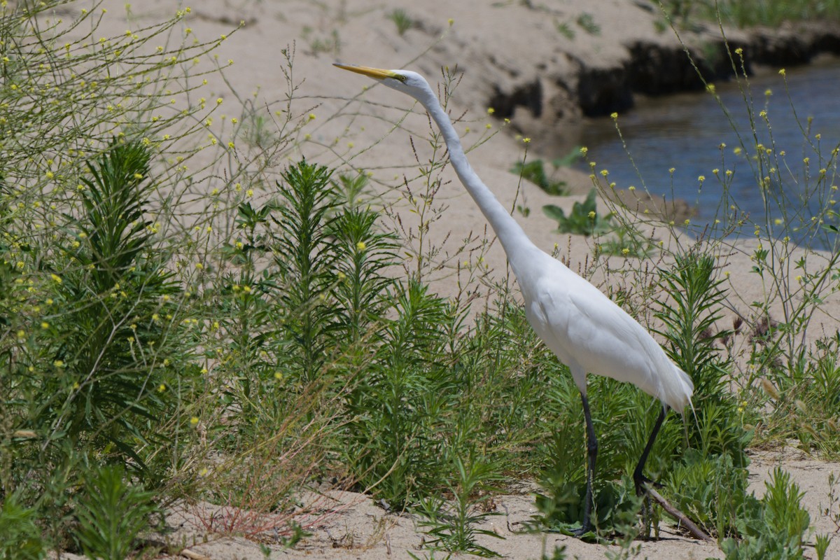 Great Egret - ML638340035