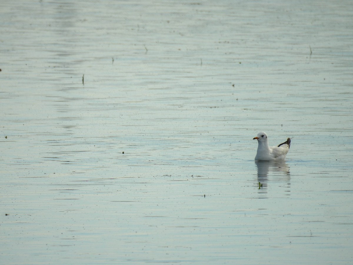 Brown-hooded Gull - ML638340037