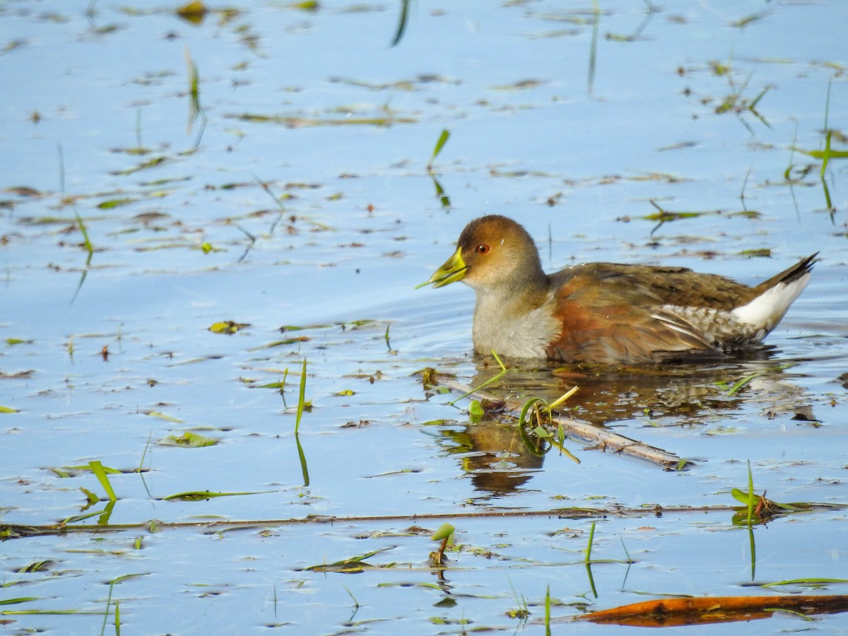 Spot-flanked Gallinule - ML638340042