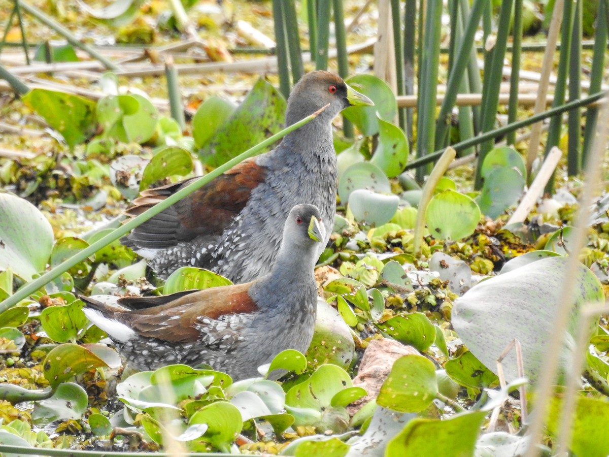 Spot-flanked Gallinule - ML638340043