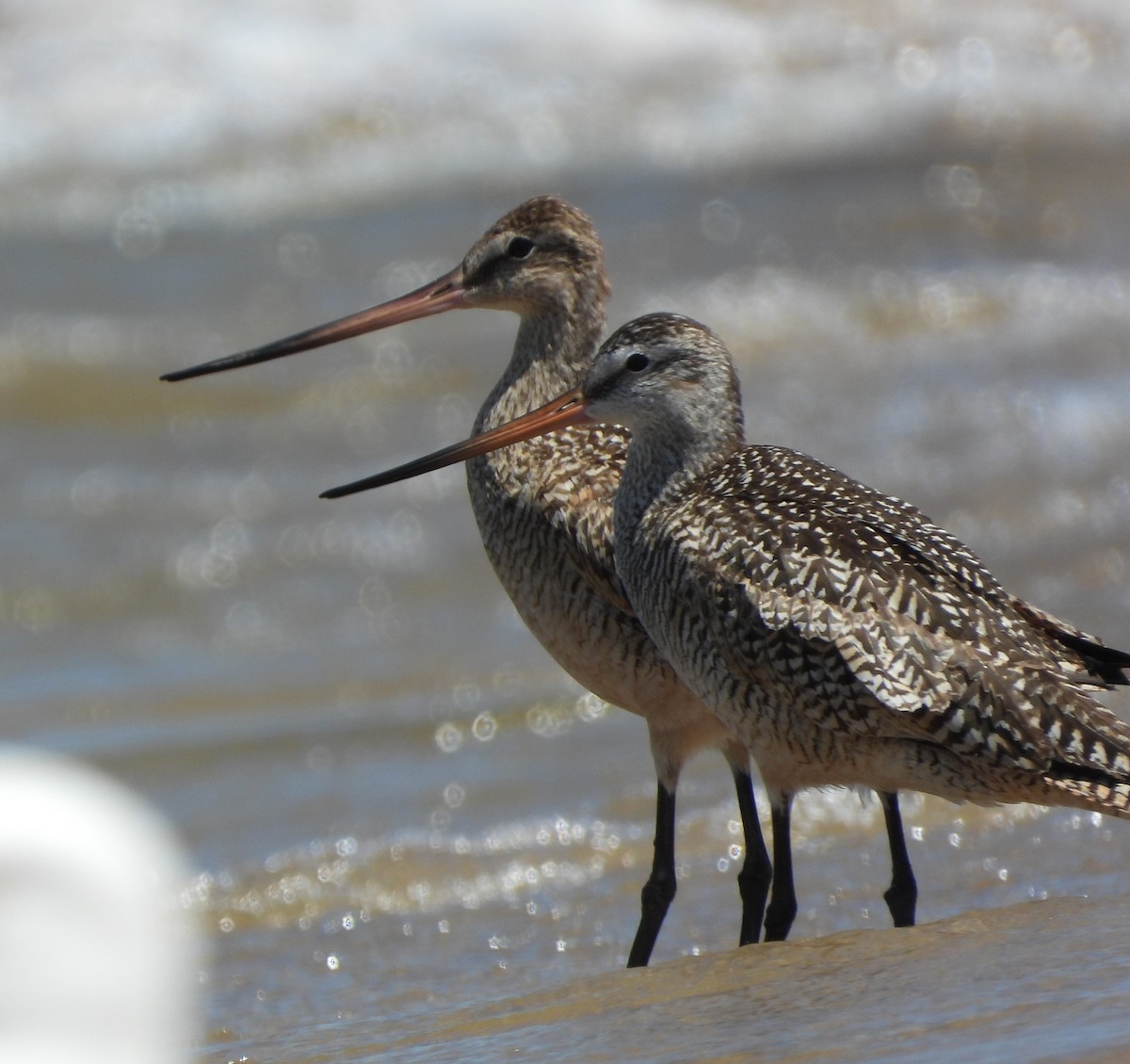 Marbled Godwit - ML638340062