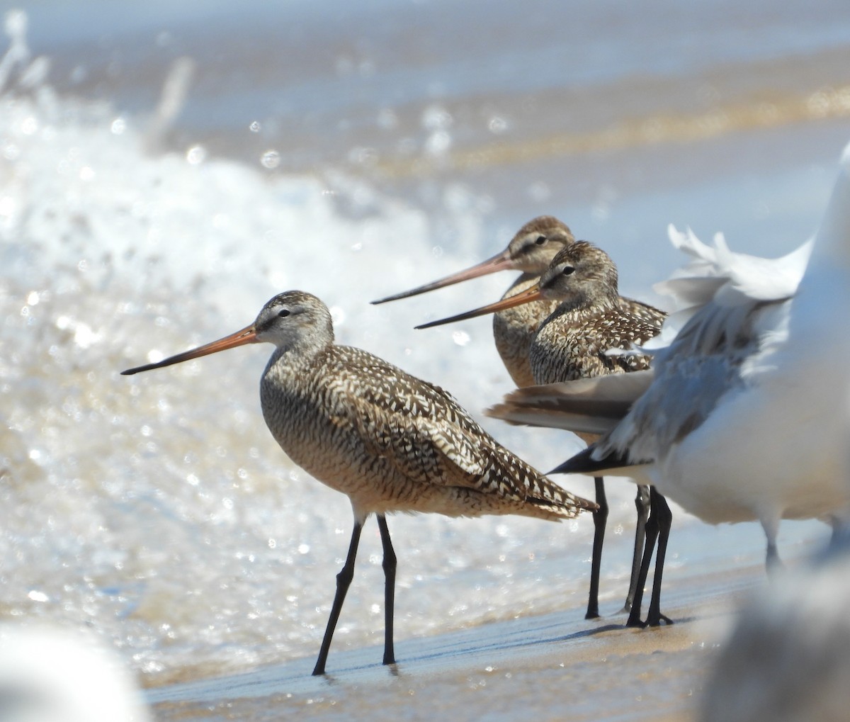 Marbled Godwit - ML638340073