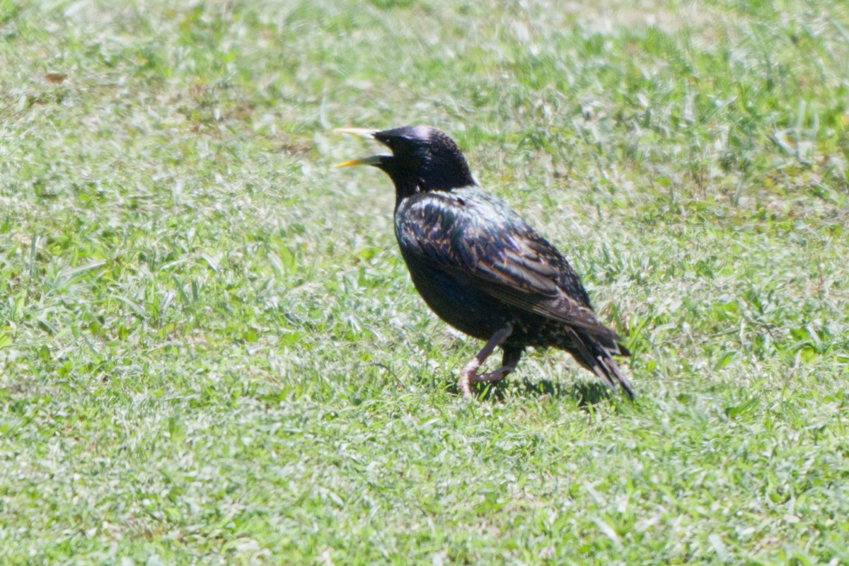 European Starling - ML638340076