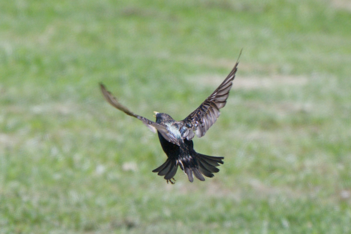 European Starling - ML638340077