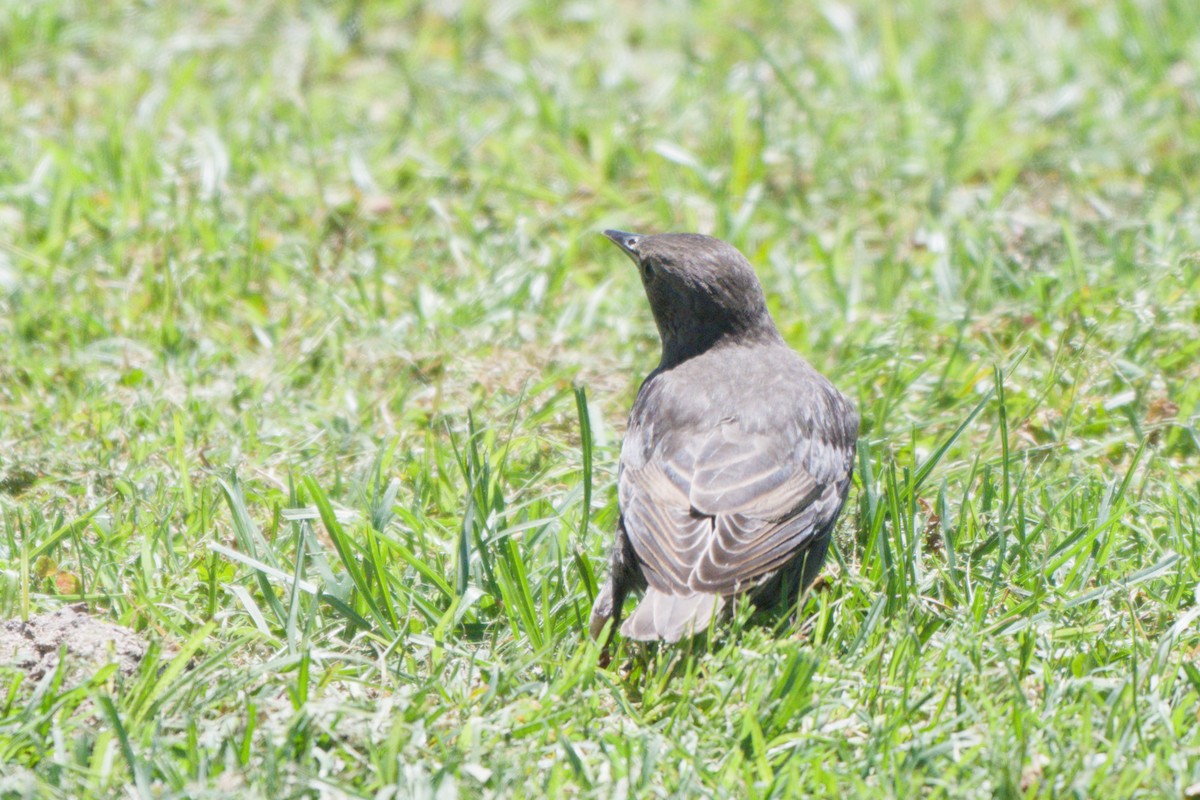 European Starling - ML638340078