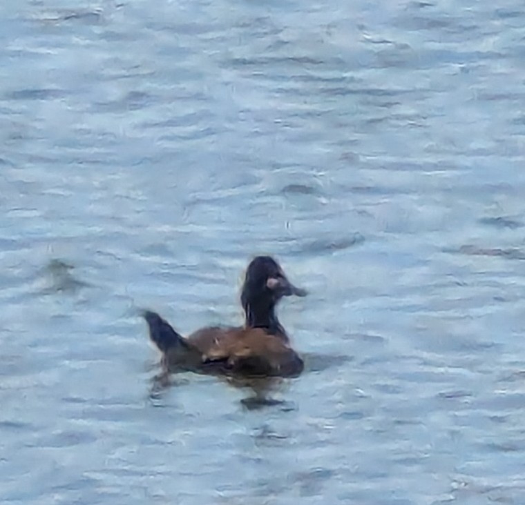 duck sp. - ML638340080