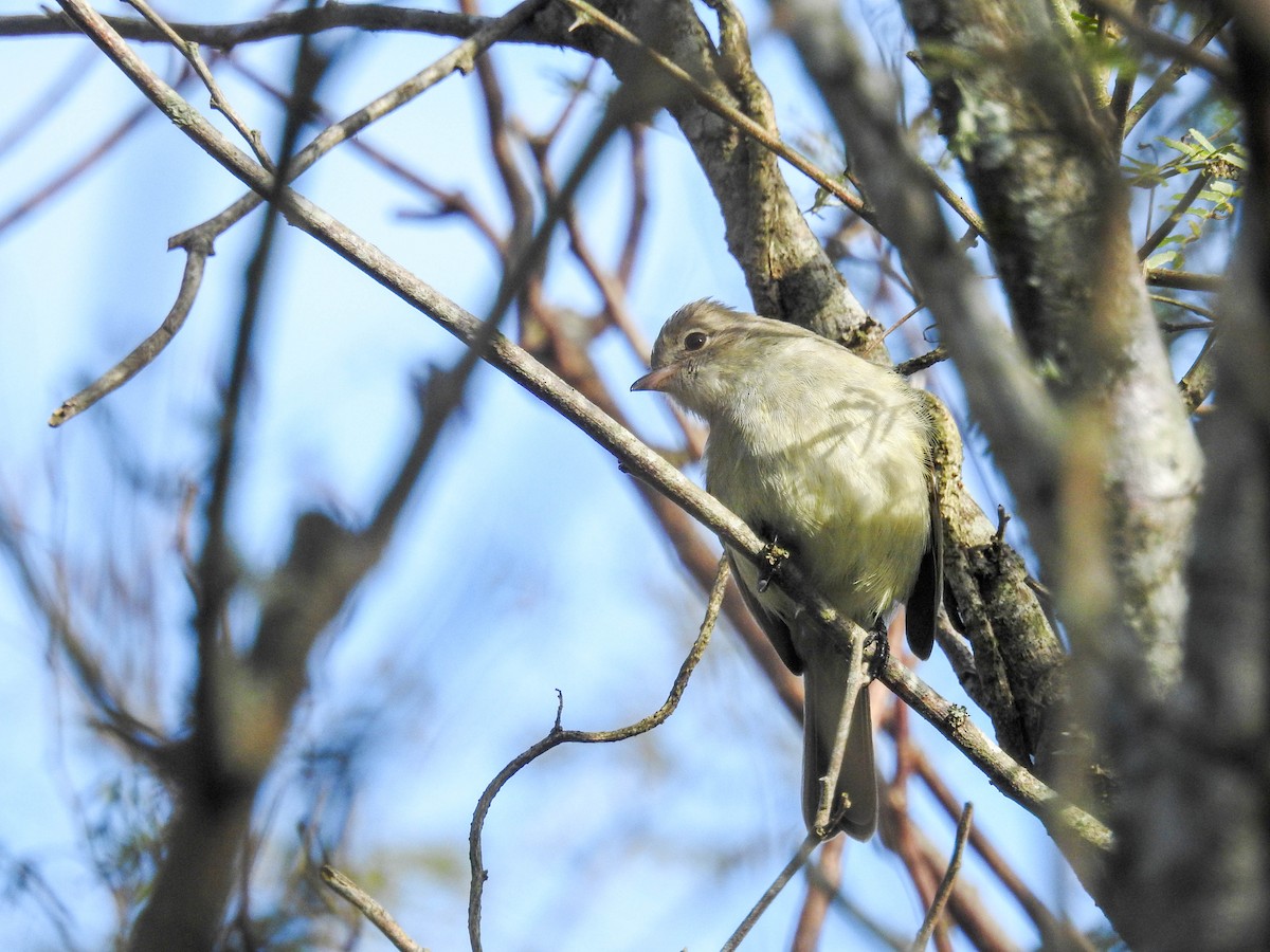 Yellow-bellied Elaenia - ML638340083