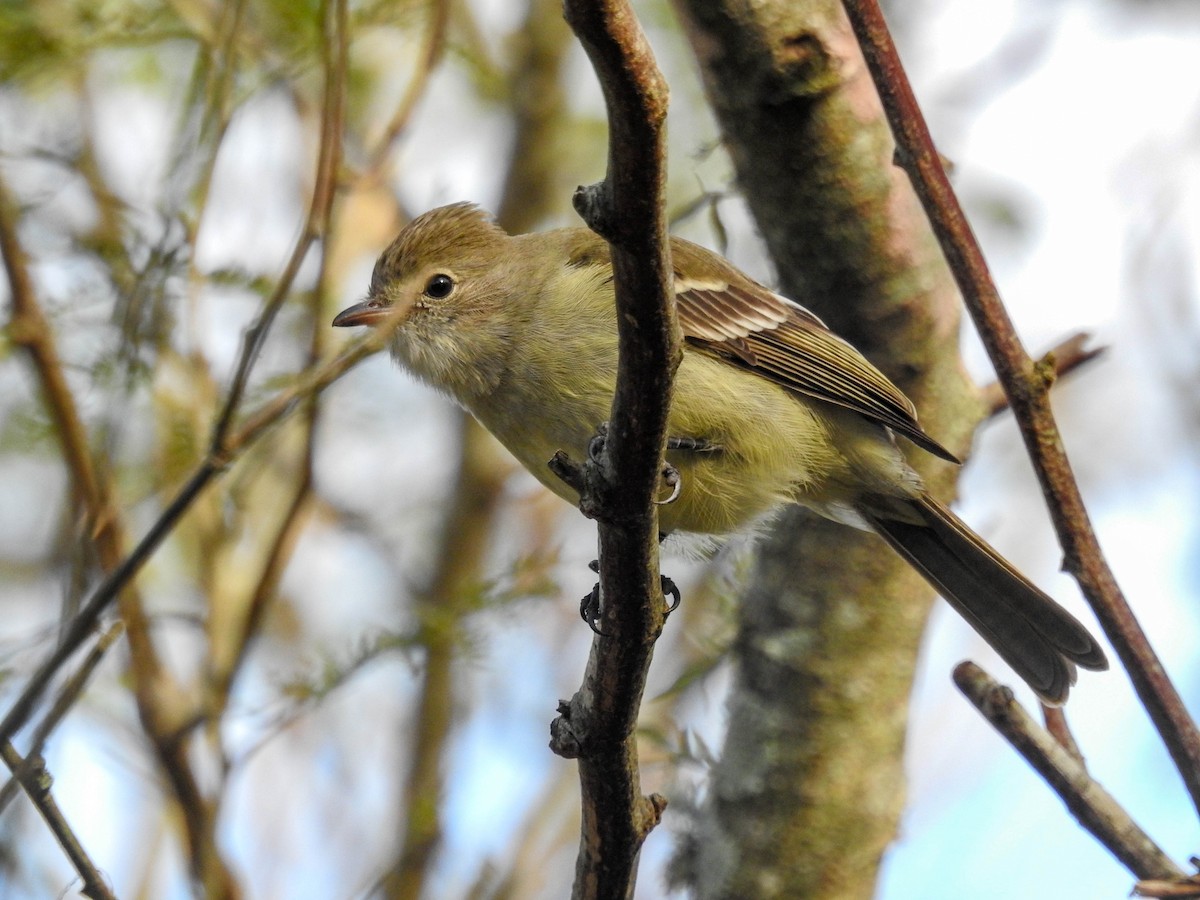 Yellow-bellied Elaenia - ML638340084