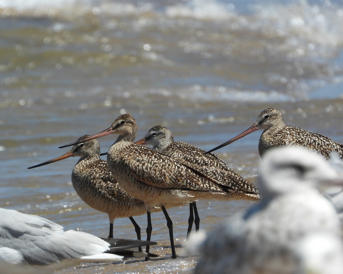 Marbled Godwit - ML638340085