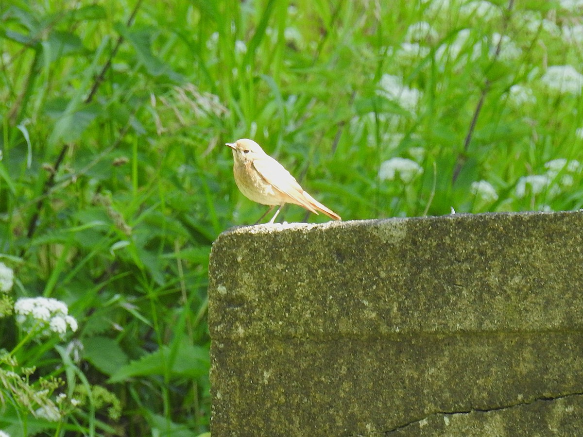 Common Redstart - ML638340087