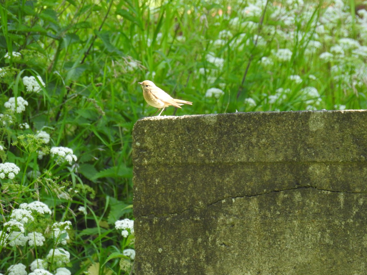 Common Redstart - ML638340088