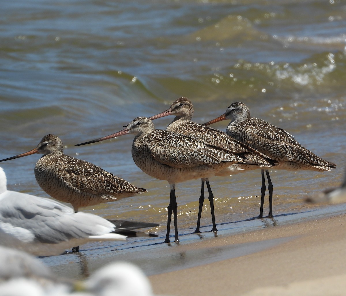 Marbled Godwit - ML638340089