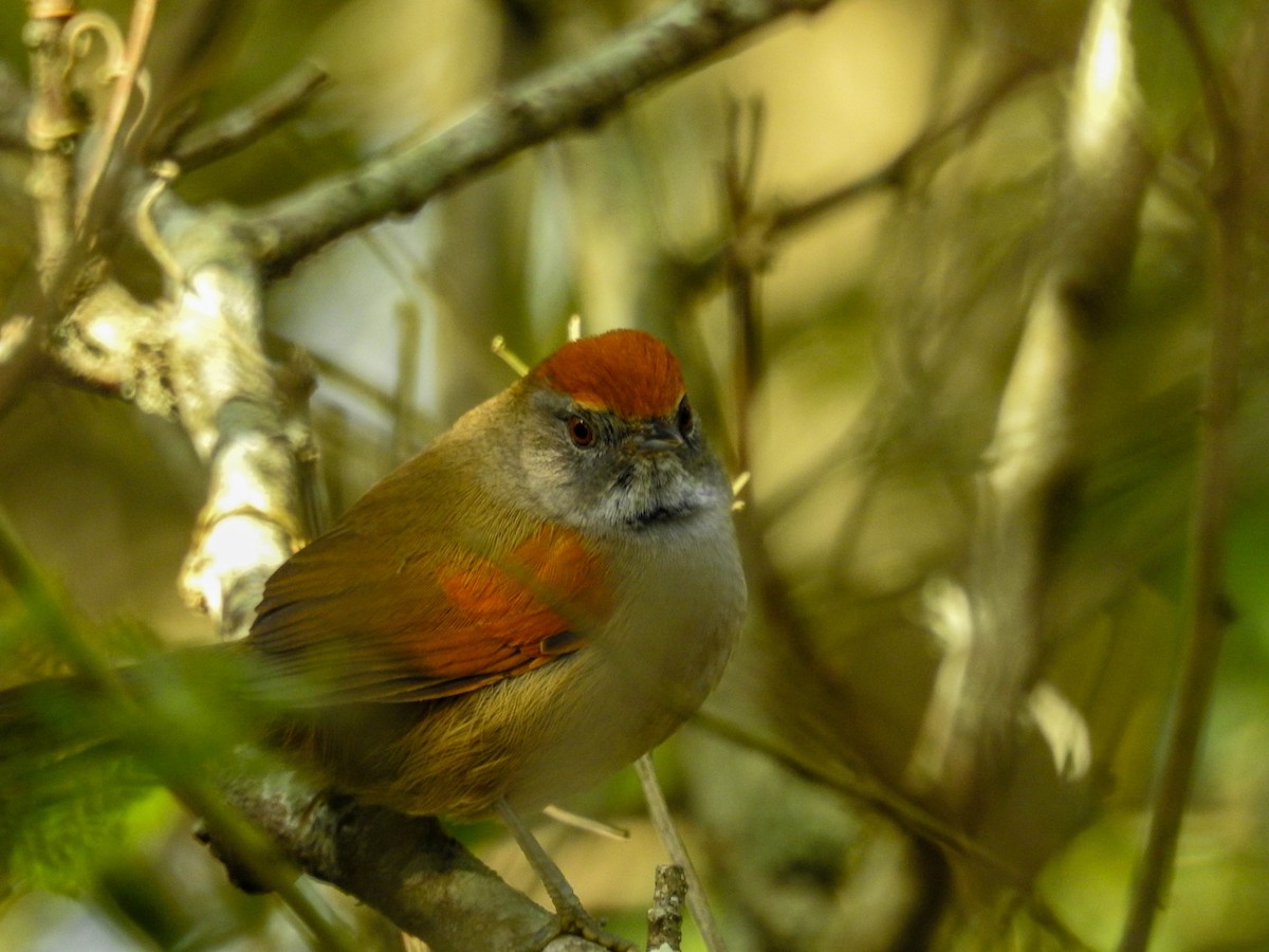 Spix's Spinetail - ML638340091
