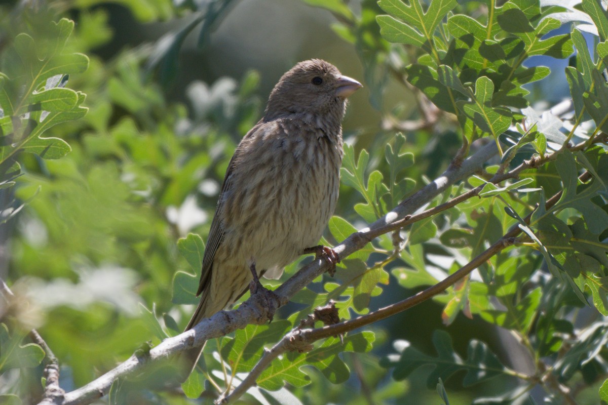 House Finch - ML638340092