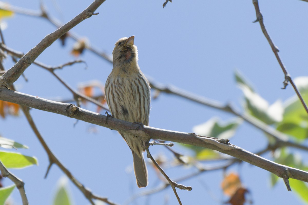 House Finch - ML638340093