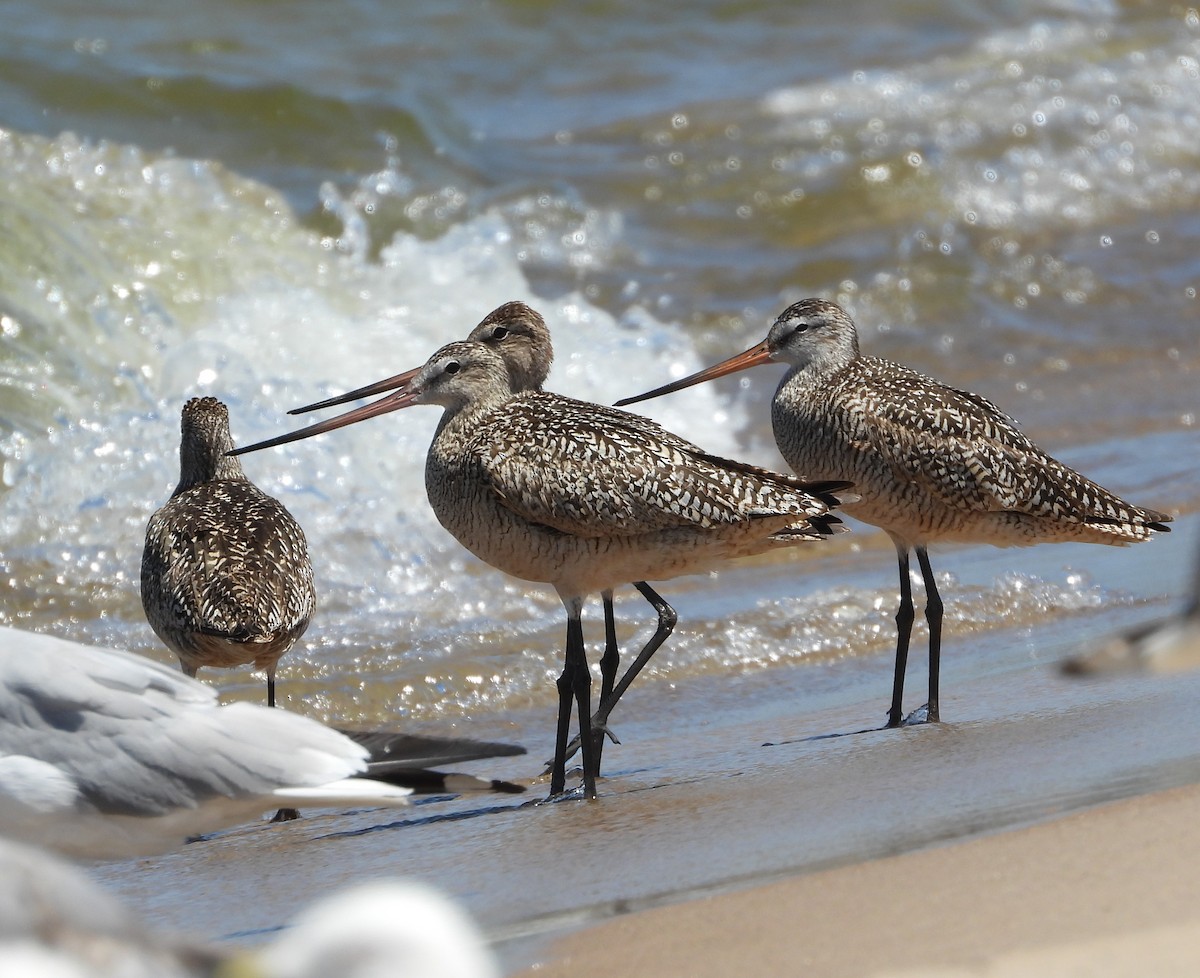 Marbled Godwit - ML638340094