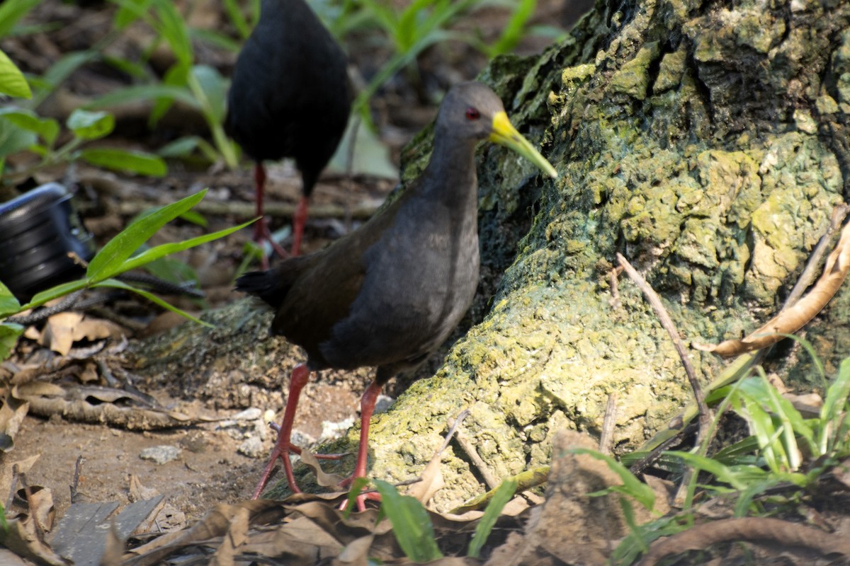 Blackish Rail - ML638340101