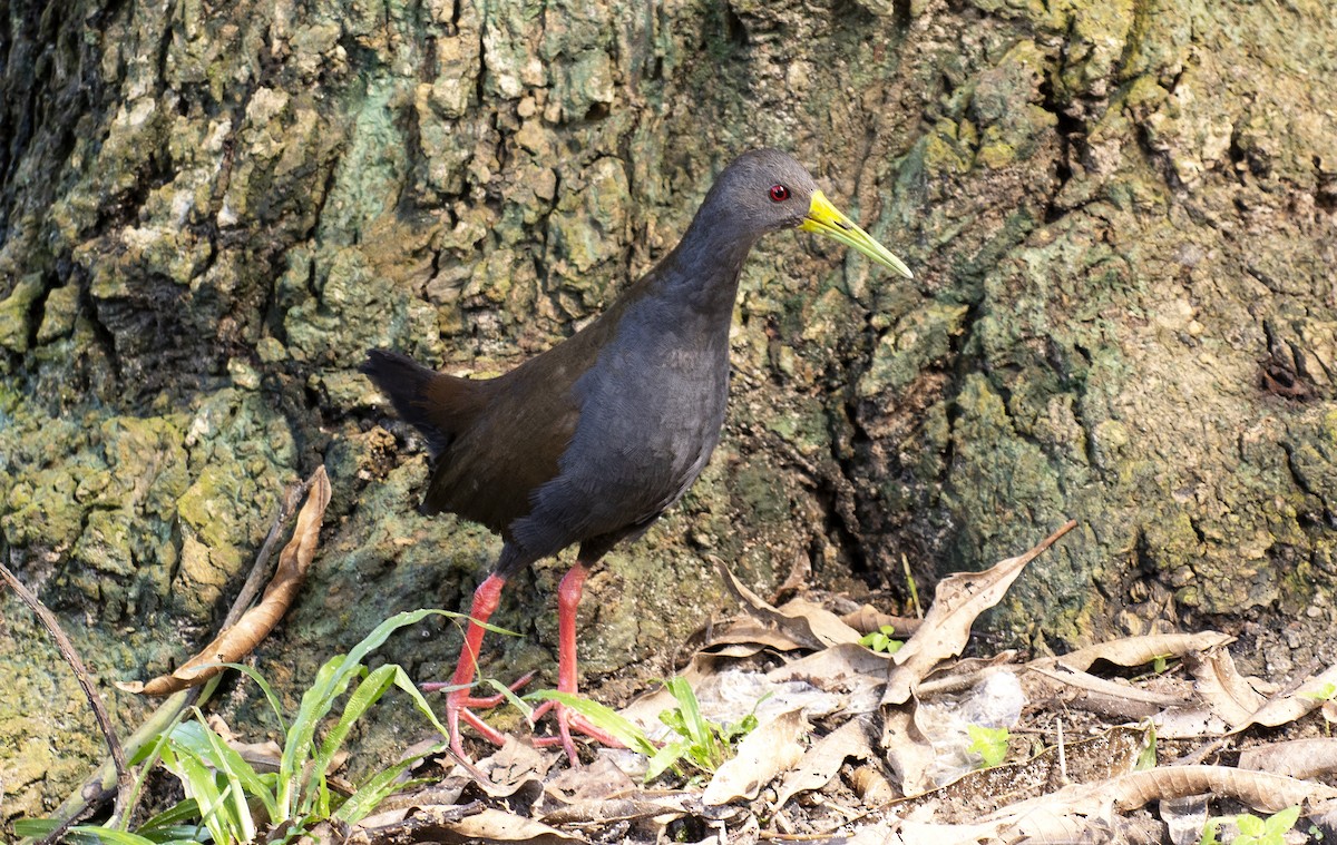 Blackish Rail - ML638340103