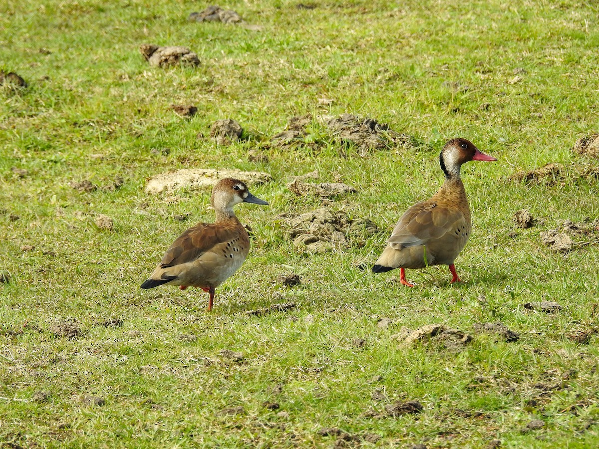 Pato Brasileño - ML638340105