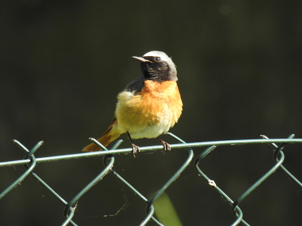 Common Redstart - ML638340112